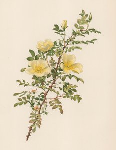 Engelsk Rose af English School